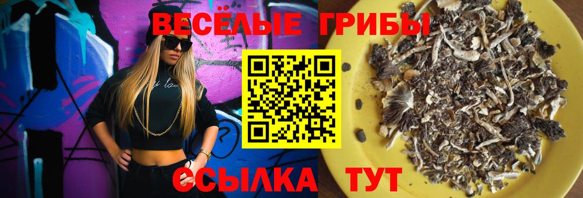 Ртищево  Галлюциногенные грибы Psilocybe  Вход с VPN  Псилоцибиновые грибы Psilocybe 